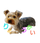 ちゃ太郎。（個別スタンプ：5）