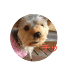 ちゃ太郎。（個別スタンプ：12）