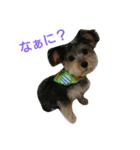 ちゃ太郎。（個別スタンプ：13）