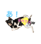 kota ＆baby  stamp（個別スタンプ：2）