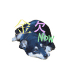kota ＆baby  stamp（個別スタンプ：4）