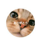 れんりんらんあずき（個別スタンプ：1）