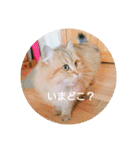 れんりんらんあずき（個別スタンプ：4）
