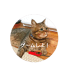 れんりんらんあずき（個別スタンプ：5）