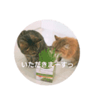 れんりんらんあずき（個別スタンプ：6）