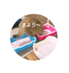 れんりんらんあずき（個別スタンプ：7）