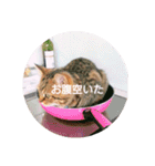 れんりんらんあずき（個別スタンプ：10）