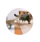 れんりんらんあずき（個別スタンプ：12）