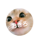 れんりんらんあずき（個別スタンプ：14）