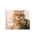 れんりんらんあずき（個別スタンプ：15）