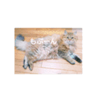 れんりんらんあずき（個別スタンプ：21）