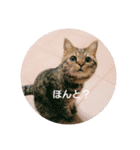 れんりんらんあずき（個別スタンプ：23）