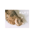 れんりんらんあずき（個別スタンプ：24）