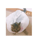 れんりんらんあずき（個別スタンプ：25）