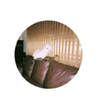れんりんらんあずき（個別スタンプ：29）