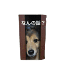 愛犬まさるスタンプ（個別スタンプ：3）