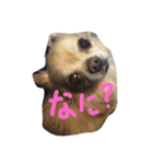 チワワのけむまき（個別スタンプ：1）