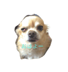 チワワのけむまき（個別スタンプ：2）