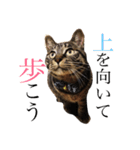可愛いキジトラ猫スタンプ（個別スタンプ：2）