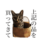 可愛いキジトラ猫スタンプ（個別スタンプ：11）