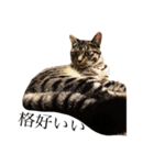 可愛いキジトラ猫スタンプ（個別スタンプ：13）