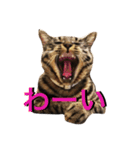 可愛いキジトラ猫スタンプ（個別スタンプ：17）