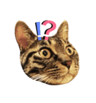 可愛いキジトラ猫スタンプ（個別スタンプ：18）