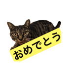 可愛いキジトラ猫スタンプ（個別スタンプ：20）