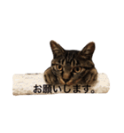 可愛いキジトラ猫スタンプ（個別スタンプ：22）