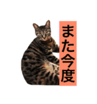 可愛いキジトラ猫スタンプ（個別スタンプ：24）