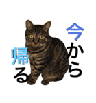 可愛いキジトラ猫スタンプ（個別スタンプ：27）