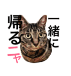 可愛いキジトラ猫スタンプ（個別スタンプ：29）