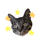 可愛いキジトラ猫スタンプ（個別スタンプ：32）