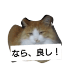 habuchi（個別スタンプ：1）
