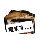 habuchi（個別スタンプ：3）