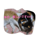 habuchi（個別スタンプ：7）