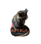 habuchi（個別スタンプ：9）