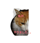 habuchi（個別スタンプ：10）