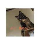 habuchi（個別スタンプ：11）