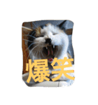 habuchi（個別スタンプ：14）