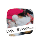 habuchi（個別スタンプ：21）