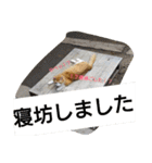 habuchi（個別スタンプ：23）