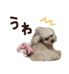 らーちーくん（個別スタンプ：12）