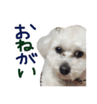 らーちーくん（個別スタンプ：13）