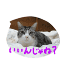 猫のぱたこさん4（個別スタンプ：7）