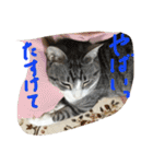 猫のぱたこさん4（個別スタンプ：8）