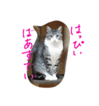 猫のぱたこさん4（個別スタンプ：13）