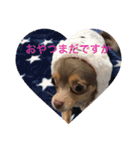 チワワのまろたん（個別スタンプ：1）