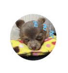 チワワのまろたん（個別スタンプ：3）