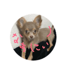 チワワのまろたん（個別スタンプ：4）